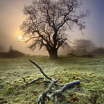 Frost & Fog