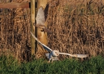 Barn Owl & Kestrel