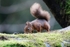 Red Squirrel 8