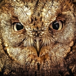 BBO-04-Boobook Owl