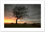 Tree of the Kings ♦ CLACKMANNAN