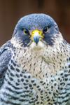 Peregrine falco peregrinus-0344-
