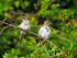 Tree Sparrows
