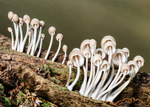 Mycena, New Forest
