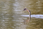 Anhinga with fish, Venice Rookery, Florida