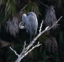 Great Blue Heron _0097
