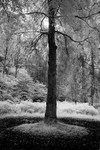 Ashness 01