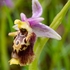 Apennine Late Spider orchid (Ophrys dinarica also Ophrys fuciflora ssp dinarica).