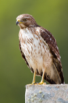 Red-shouldered Hawk
