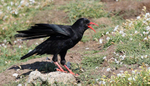 Chough