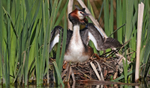 Great Crested Grebe - ...