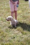 Ring 6 - Dog Show portfolio