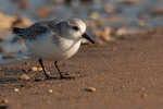 Sanderling