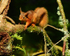 A very fine looking Mr Red Squirrel