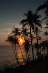 No. 0085 Coconut tree hill