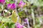Bergers Clouded Yellow