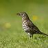Song Thrush