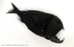 IDD008: Anoplogaster cornuta
