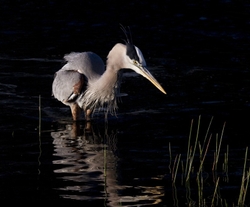 Great Blue Heron _0031