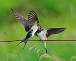 Adult Swallow feeding juvenile, Scotland