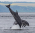 CHANORY DOLPHIN 2026 35