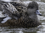 America Wigeon female