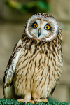 short eared owl Asio flammeus-8861