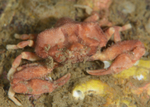 Ebalia tumefacta