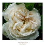 Rosa alba 'Mme Plantier' 1