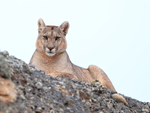 Puma Petaca, Torres del Paine, Chile