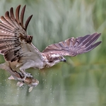 5 Osprey with sad looking trout 19 