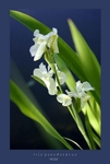 Iris pseudacorus 'Alba'
