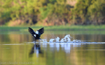 Muscovy duck