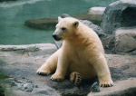 Polar Bear Cub