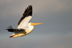 White Pelican