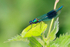 Banded Demoiselle (male) at Stour Valley LNR