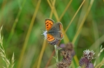 Small Copper