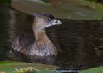 Pied Billed Grebe