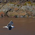 Great Black-backed Gull in Flight