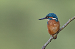 Kingfisher - Alcedo atthis