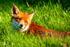 fox vulpes vulpes-6722