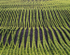 ROWS - NORFOLK COUNTY