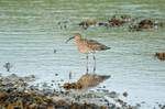 Curlew