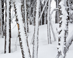 Winter - 27