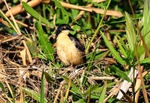 Black Capped Donacobius
