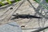 Common Lizard