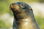 A Galapagos sea lion (South Plaza)