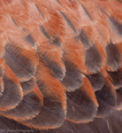 Plumage abstract