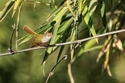 Common Tailorbird side view, Tala, Madhya Pradesh, India