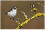 Long-tailed Tit on Lichen Covered Branch 